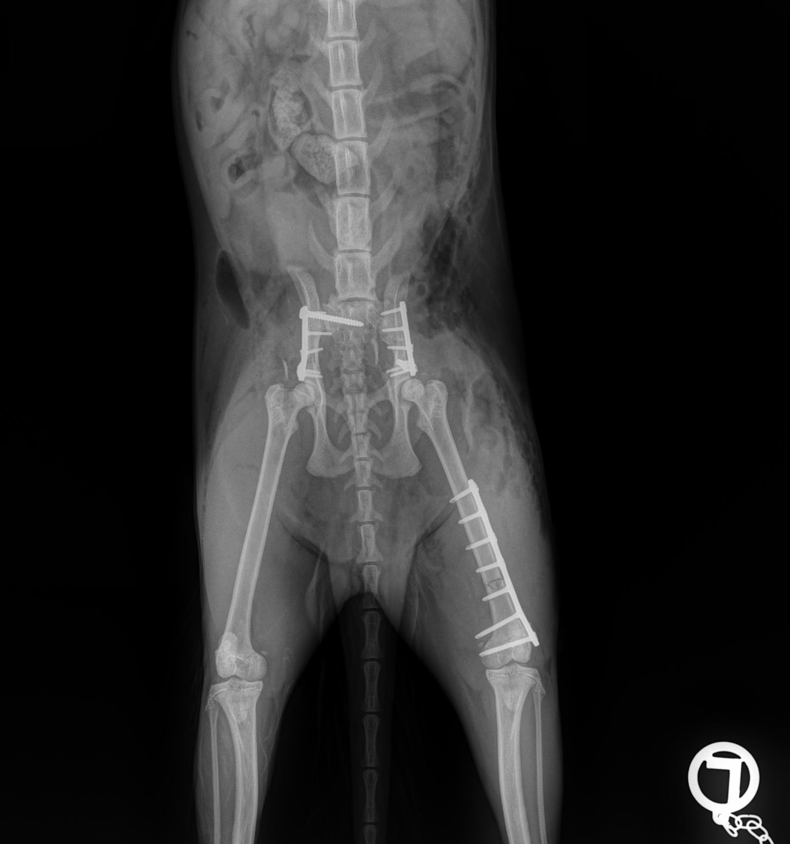 Frakturbehandlung bei Hunden & Katzen