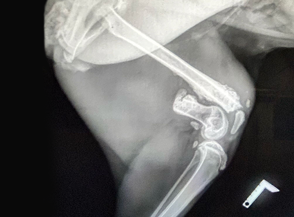 1 - Saving the Wild Caracal’s Femur Fixed with LeiLOX Plate