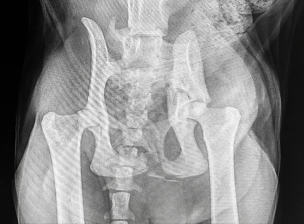 Matan Or_Cat with comminuted Illium and Acetabulum Fracture_1