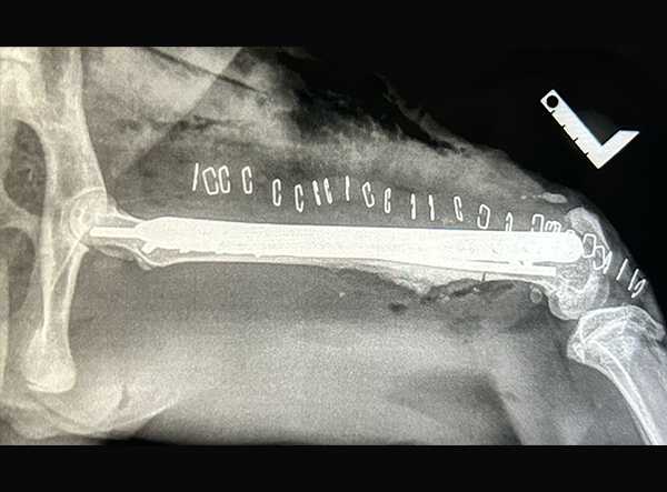 3 - Saving the Wild Caracal’s Femur Fixed with LeiLOX Plate