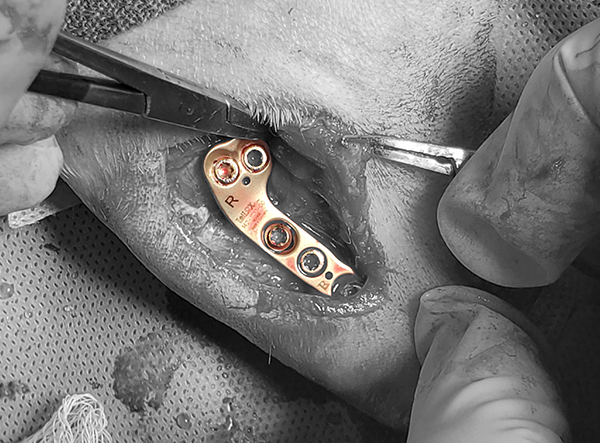 1 - TPLO 2.0 Mixed Breed Dog 5kg by Dr. Jeff Mayo