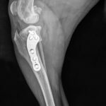 2-Day Comprehensive TPLO Course