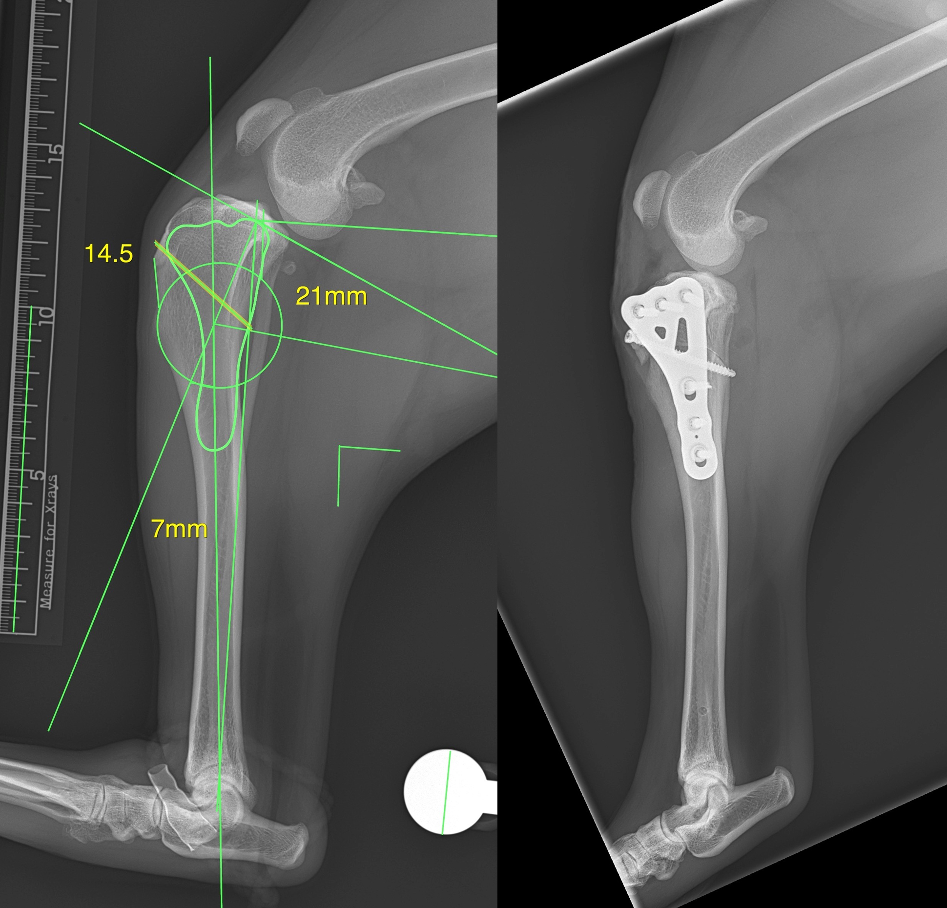Labrador_Dr. Toshi Ikeda