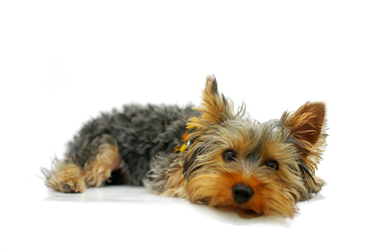 yorkshire-terrier-790362_1280