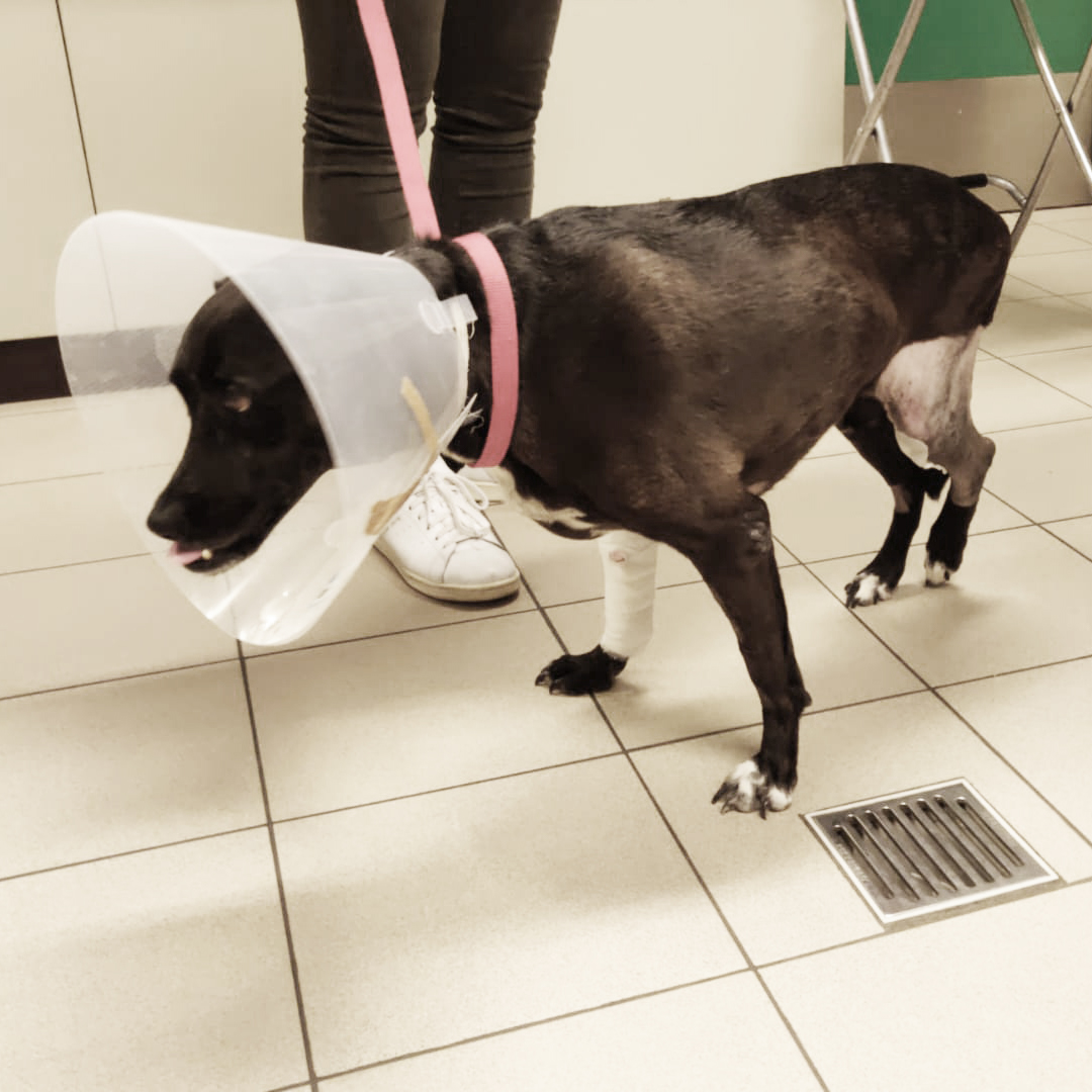 Thanks to Dr. Samoy - TPLO patient