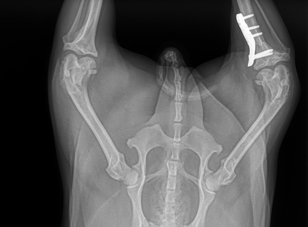 3 - TPLO 2.0 Mixed Breed Dog 5kg by Dr. Jeff Mayo